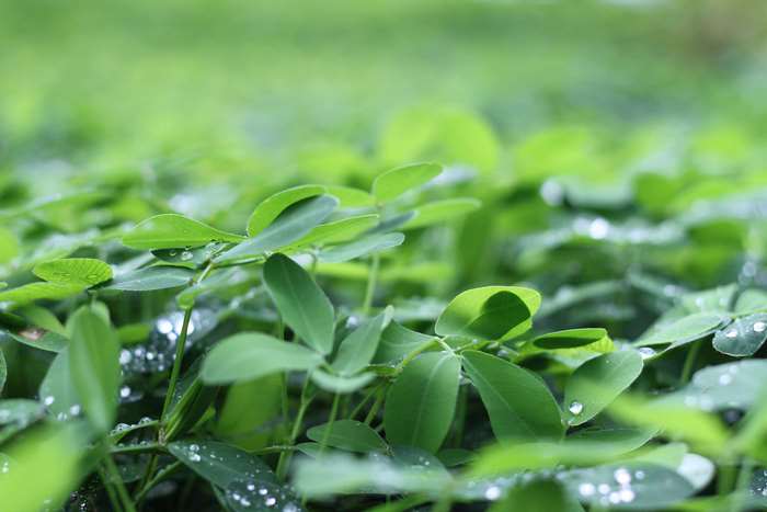 Green leaves with water drops