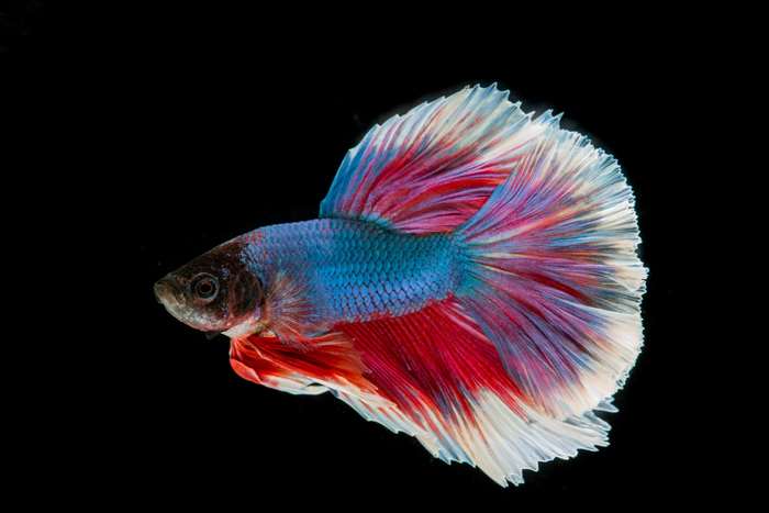 Colorful Three-Color Fighting Fish on Black Background 4K