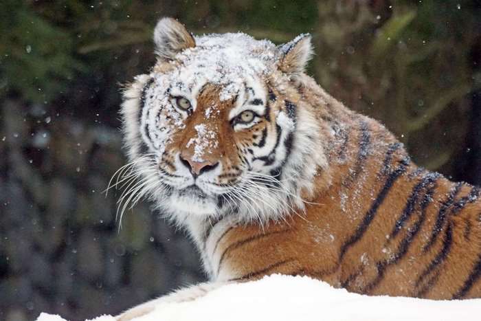 Siberian Tiger in Snow