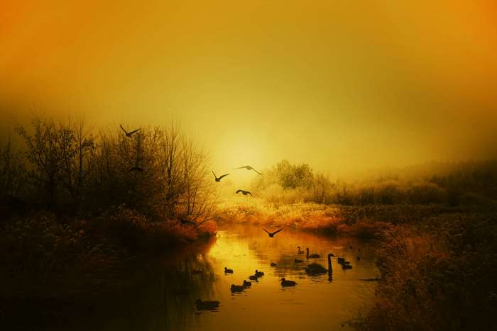Birds flying over a misty river at sunrise