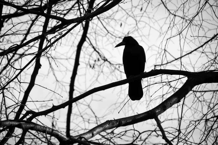Silhouette of a crow perched on a bare tree branch