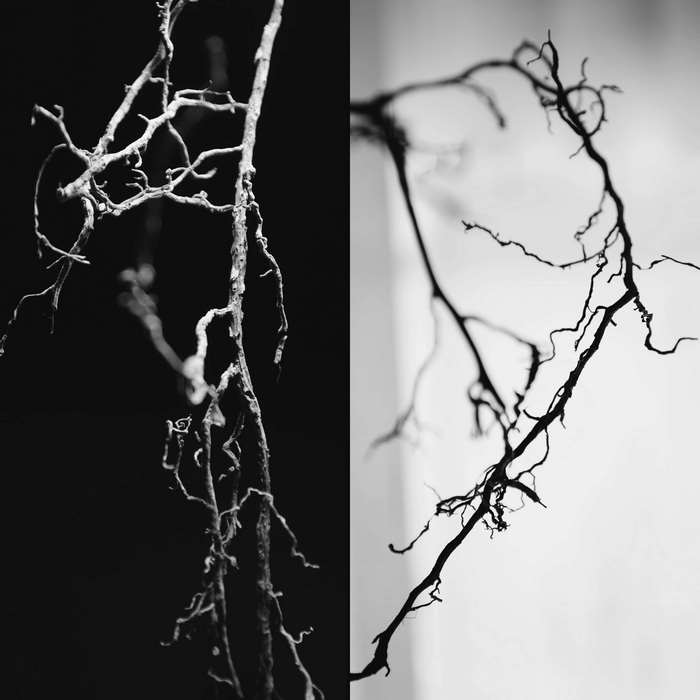 Diptych of plant roots, black and white