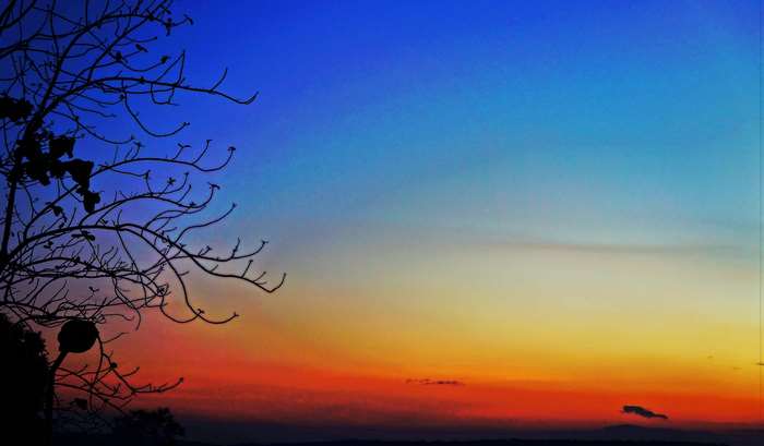 Silhouette of a tree against a colorful sunset sky