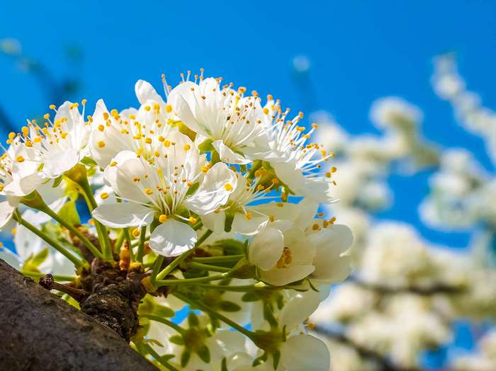 White plum blossoms against a bright blue sky