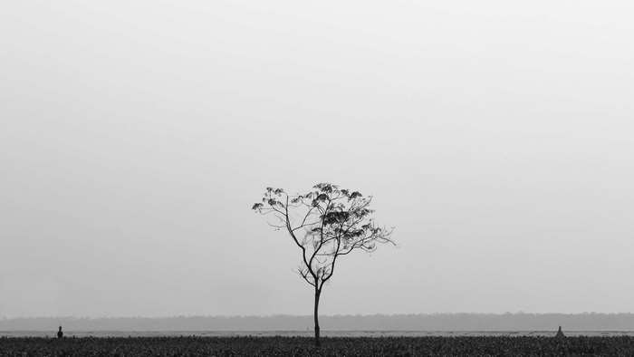 Lone tree in a field with distant figures