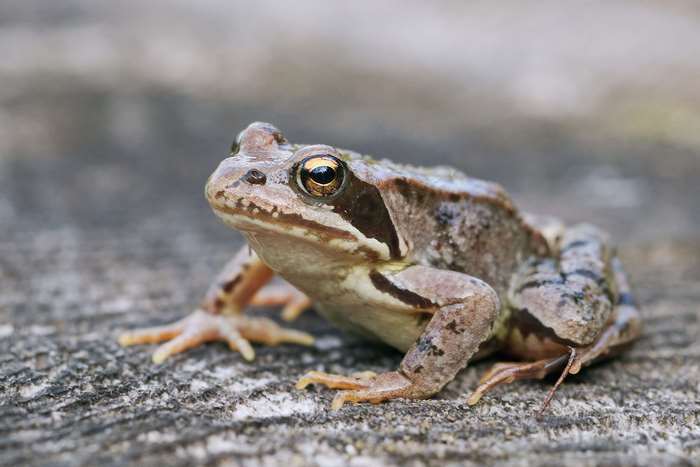 Frog sitting on a textured surface, macro photography