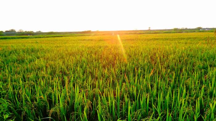 Grain fields at sunset