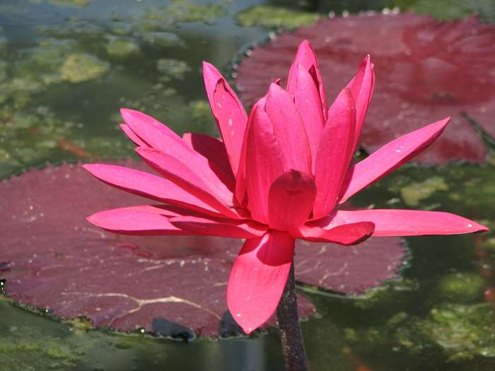 A vibrant pink water lily blooms in a pond