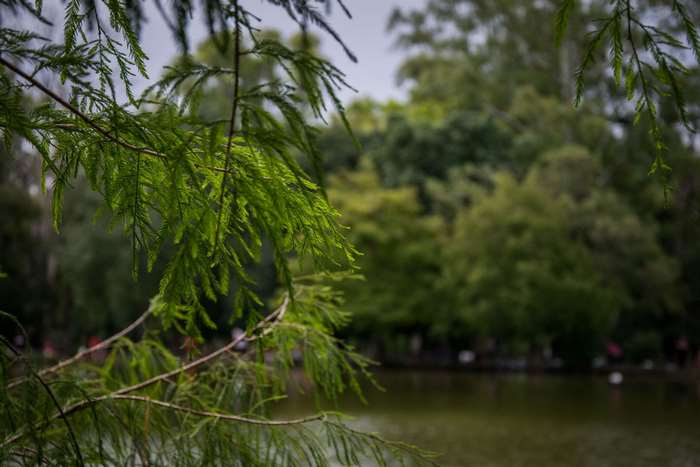 Green foliage in front of a lake and trees