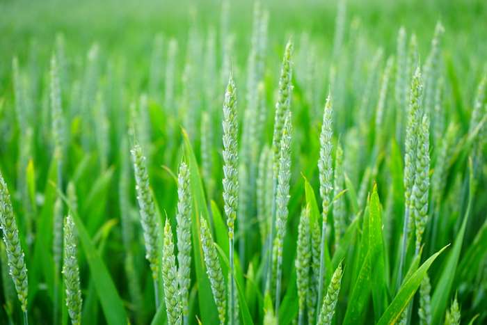 Close up of a green wheat field
