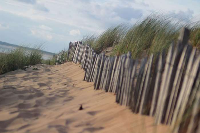 Beach dunes with wooden fence and grass