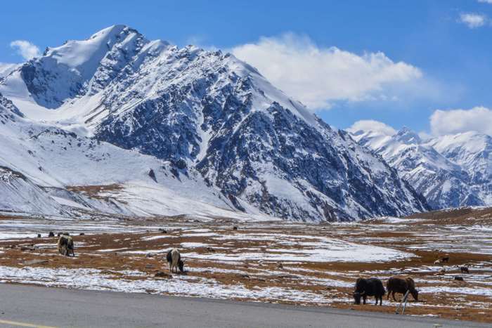 Yaks grazing in front of snow-capped mountains