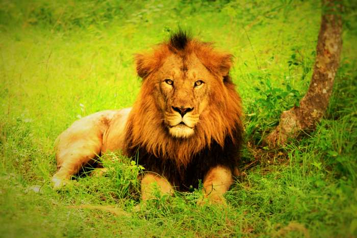 Lion in the Jungle 4K