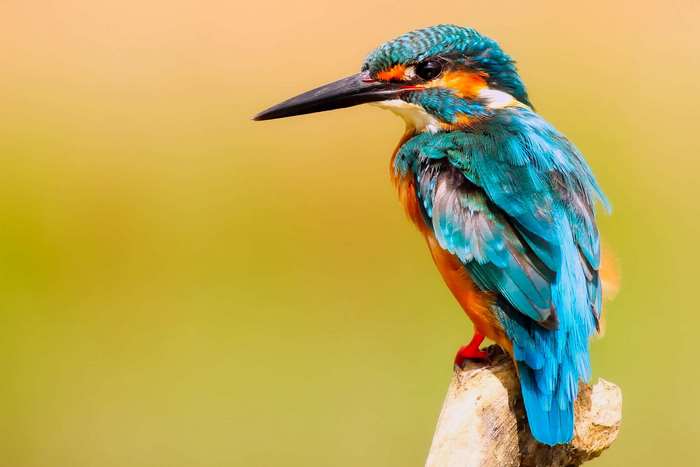 Close-up of a colorful kingfisher perched on a branch
