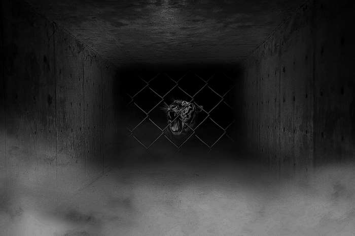 Tiger roaring in a cage with fog