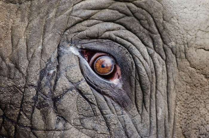 Close up of an elephant's eye and wrinkled skin