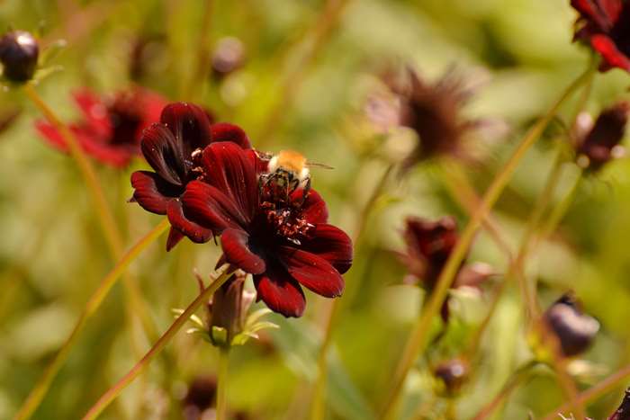 Red Dahlia Flower with Bee in Garden