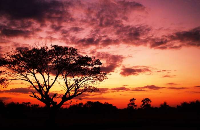 Silhouette of a tree against a colorful sunset sky