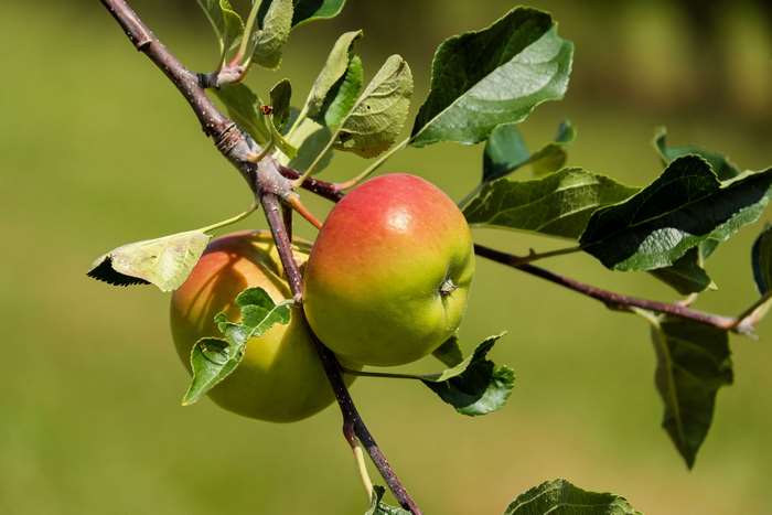 Red and green apples on a branch