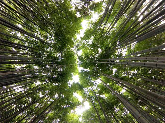 Looking up through tall bamboo trees in Japan 4K