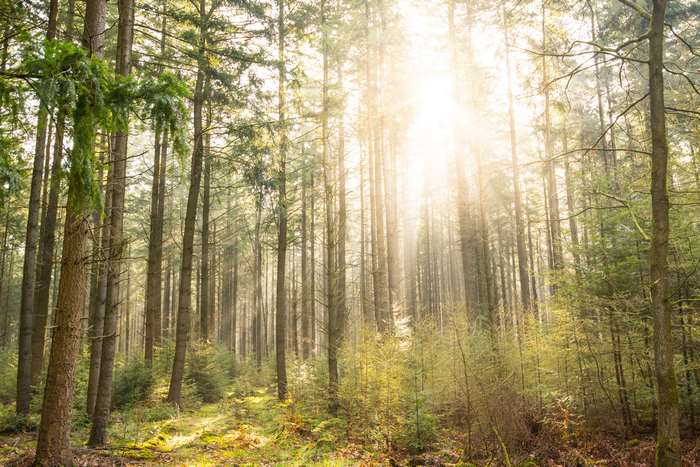 Sunlight filtering through a forest landscape