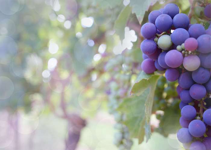 Purple grapes on a grapevine in a vineyard 4K