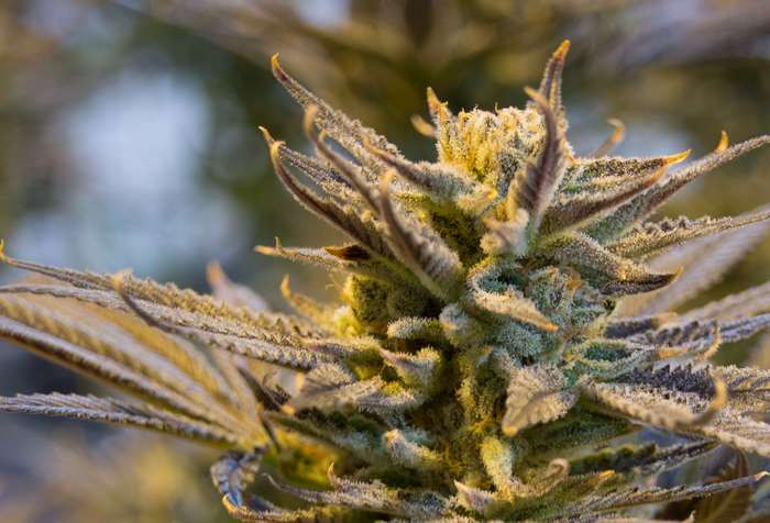 Close-up of a cannabis bud with trichomes