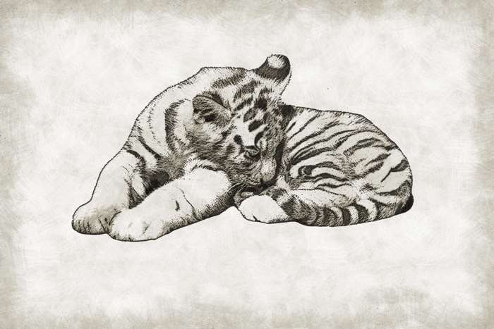 Sketch of a sleeping white tiger cub