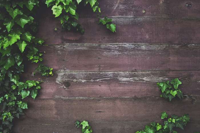 Ivy growing on a wooden fence