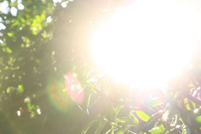 Sunlight filtering through green leaves