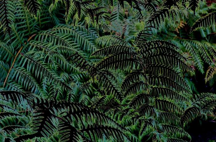 Close-up of green fern leaves with black outlines