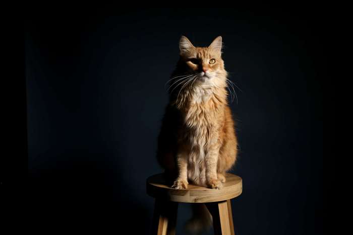 Orange cat sitting on a stool in studio lighting