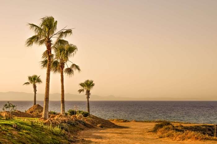 Palm trees on a dirt road by the sea in Cyprus