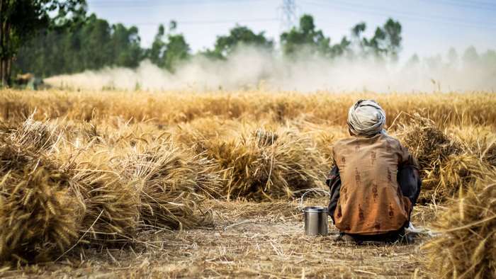 Farmer resting in a golden wheat field during harvest