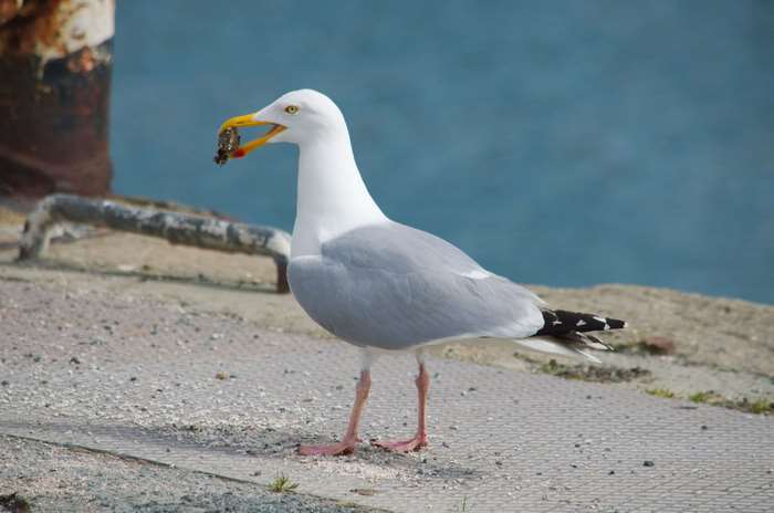 Seagull holding food in its beak