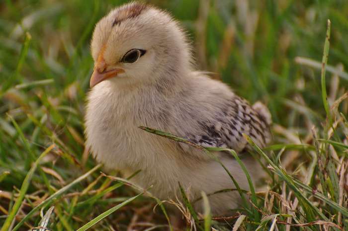 Cute chick in grass 4K