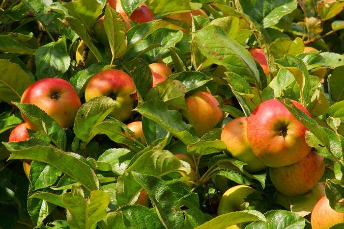 Ripe apples on a tree with green leaves
