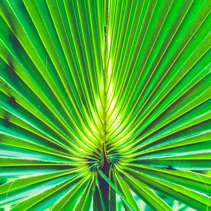 Close-up of a vibrant green palm leaf