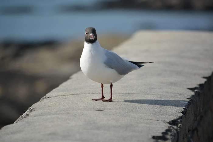 Black-headed gull standing on a wall