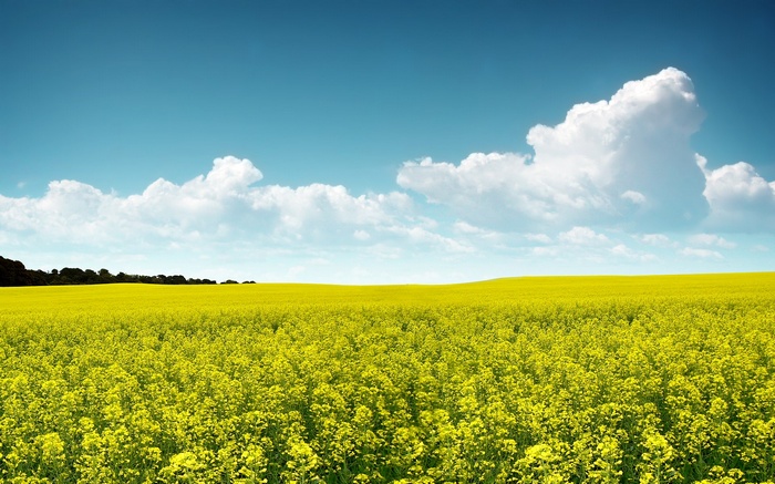 Field of yellow flowers under a blue sky with clouds
