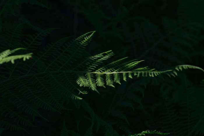 Close-up of a fern leaf in the forest