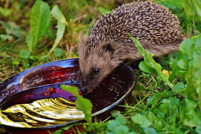 Hedgehog drinking from a dish in the grass 4K