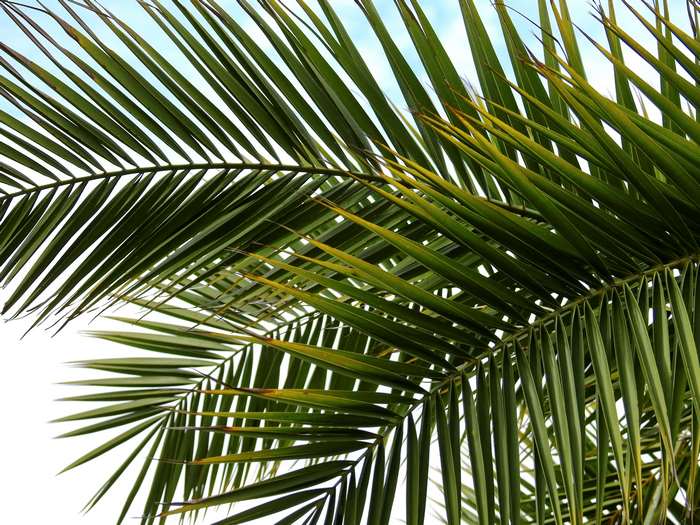 Close-up of green palm leaves against a blue sky