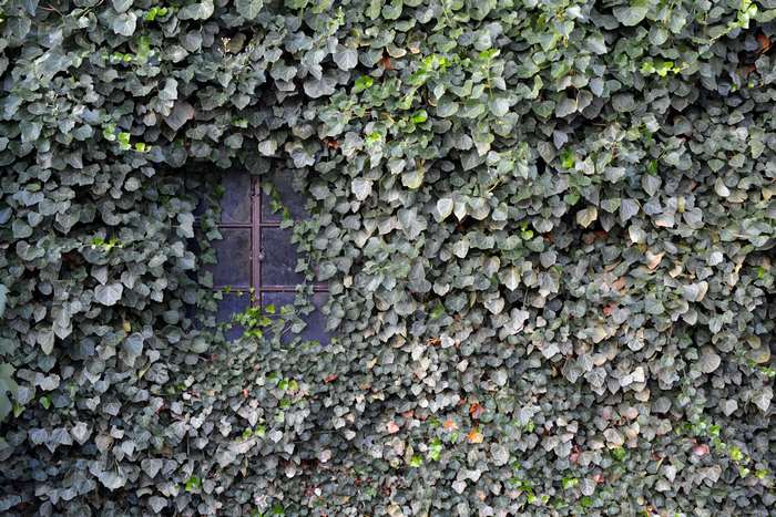 Overgrown ivy covering an old window on a wall