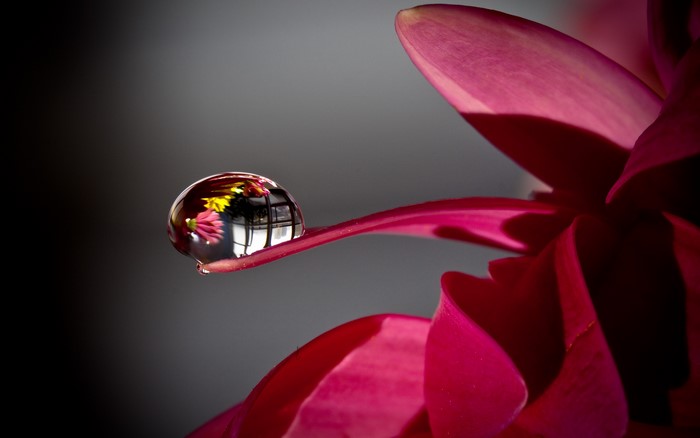 Water drop reflecting flowers on a pink petal