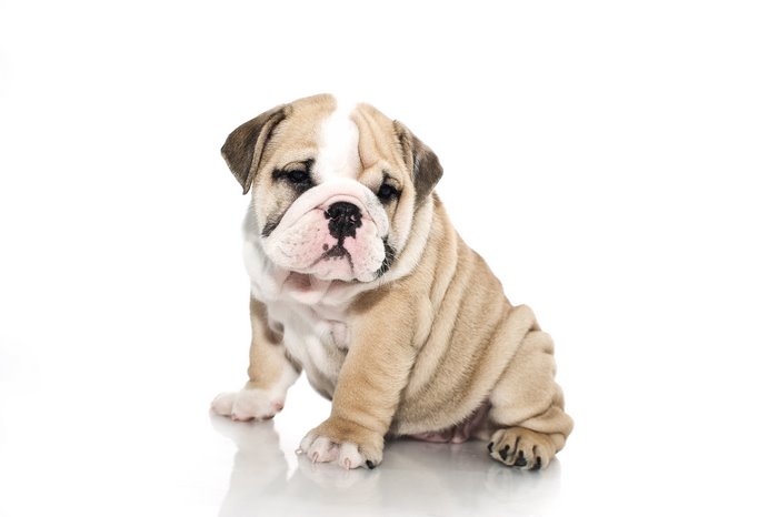 Adorable Wrinkly Bulldog Puppy Sitting