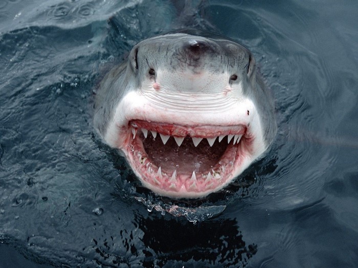 Great White Shark with open mouth and teeth