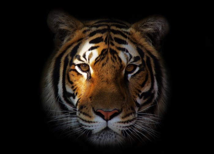 Close-up of a Tiger's Face