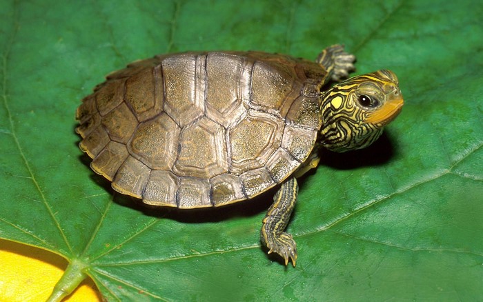 A small turtle with yellow stripes on its head rests on a green leaf.