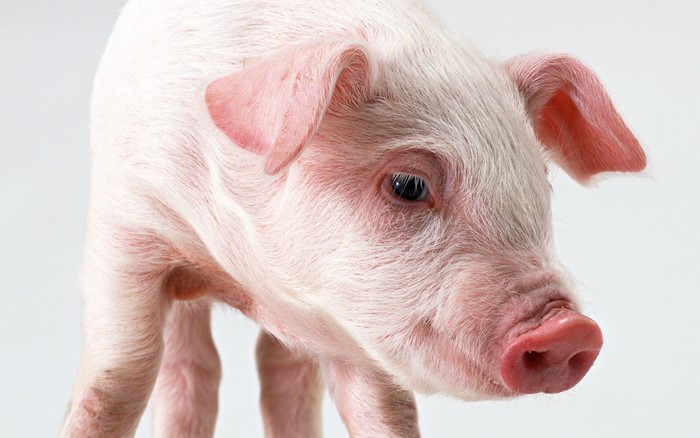 Close-up of a pink piglet's face